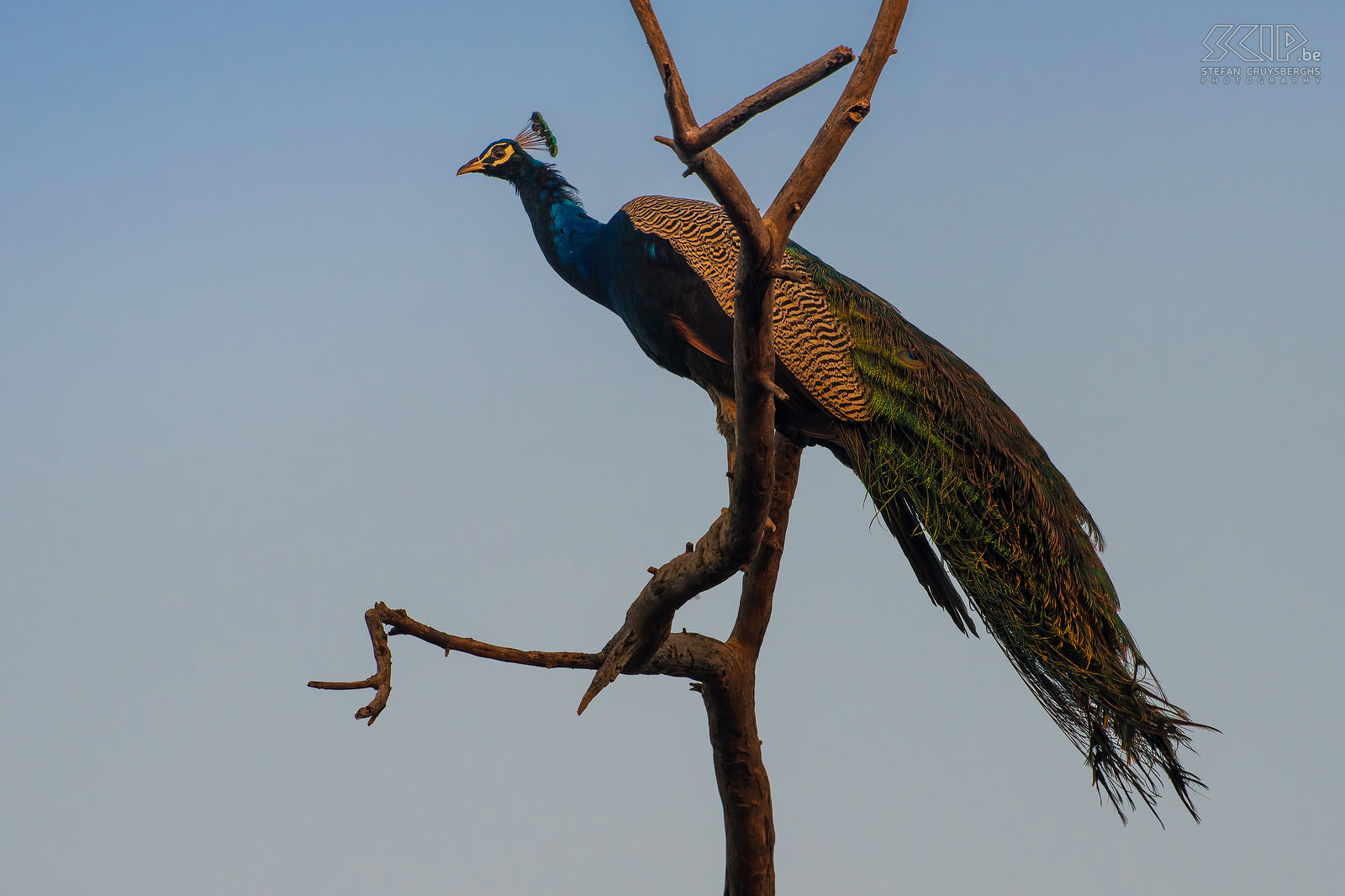 Keoladeo - Paauw Een Indische pauw (Indian Peafowl/Pavo cristatus) hoog in een boom in de vroege ochtend in Keoladeo nationaal park. Stefan Cruysberghs